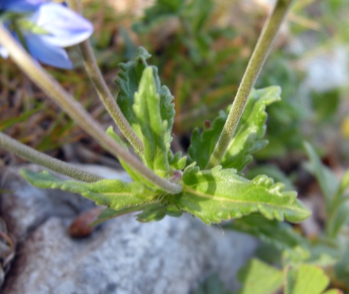 Veronica orsiniana